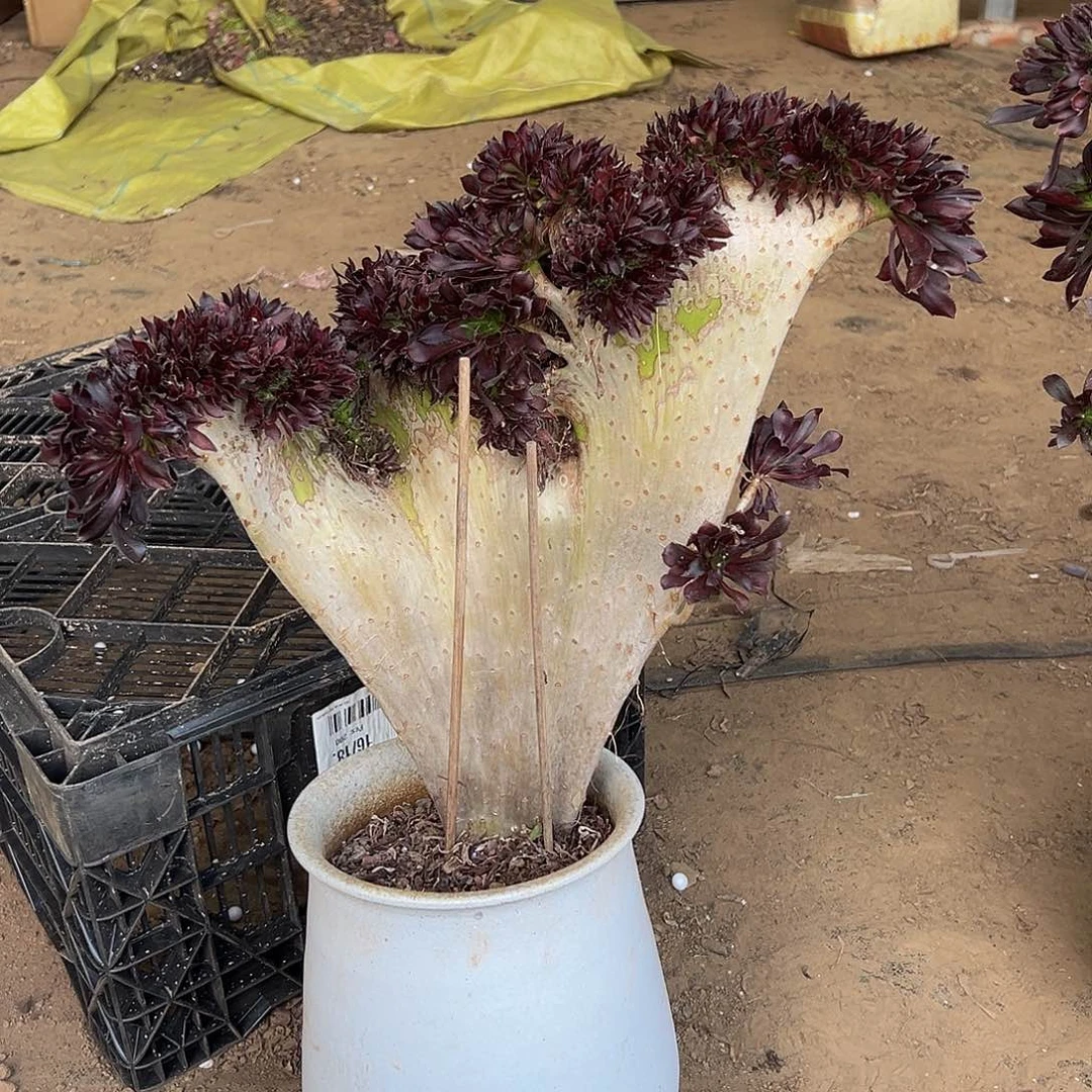 朝*黑法师缀脱土发货