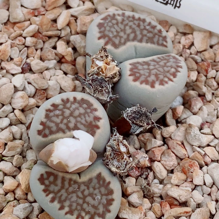 生石花花花花开了973