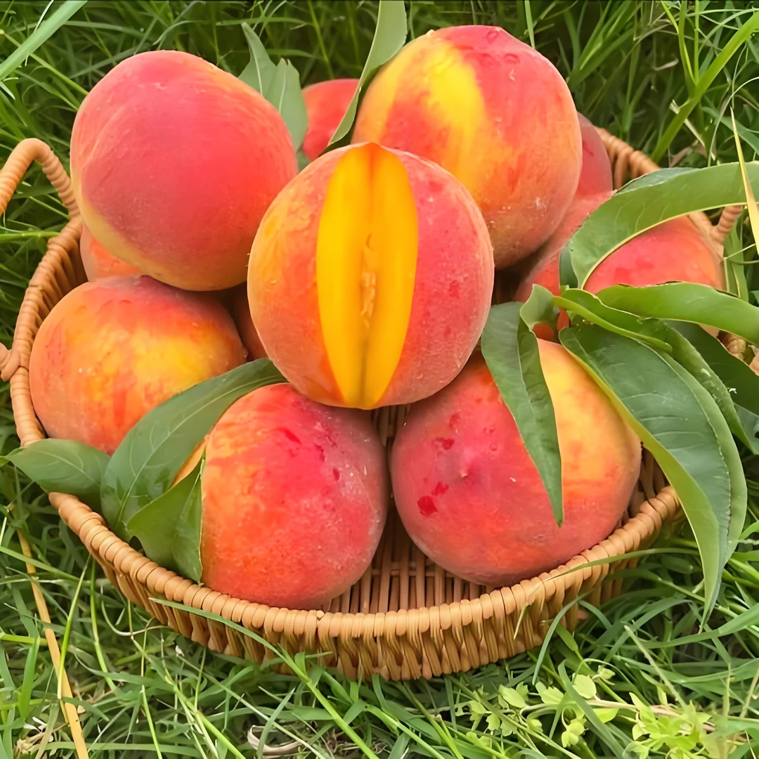 大果5斤装脆黄桃 应季新鲜水果 现摘现发