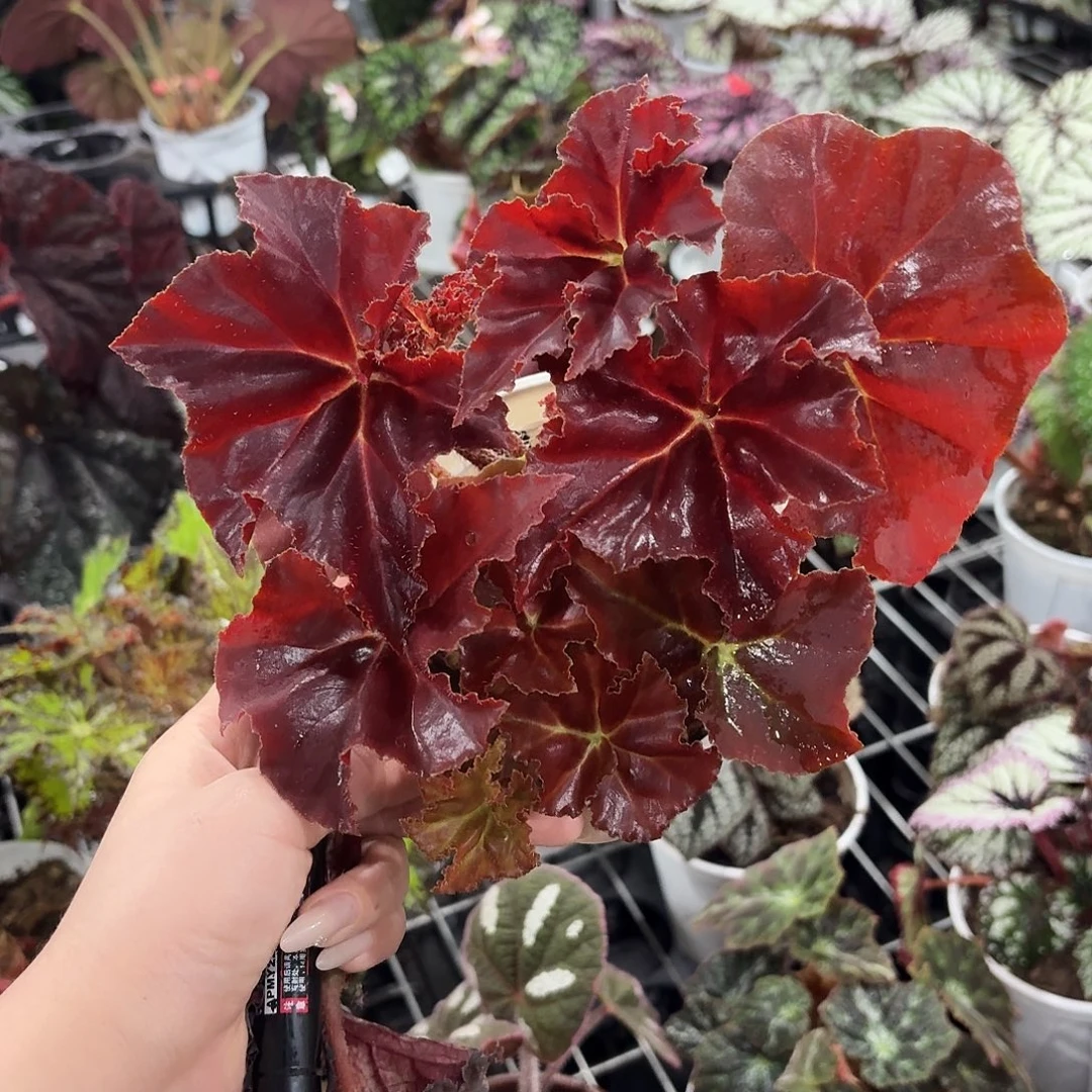 完全开放鬼灯丸秋海棠