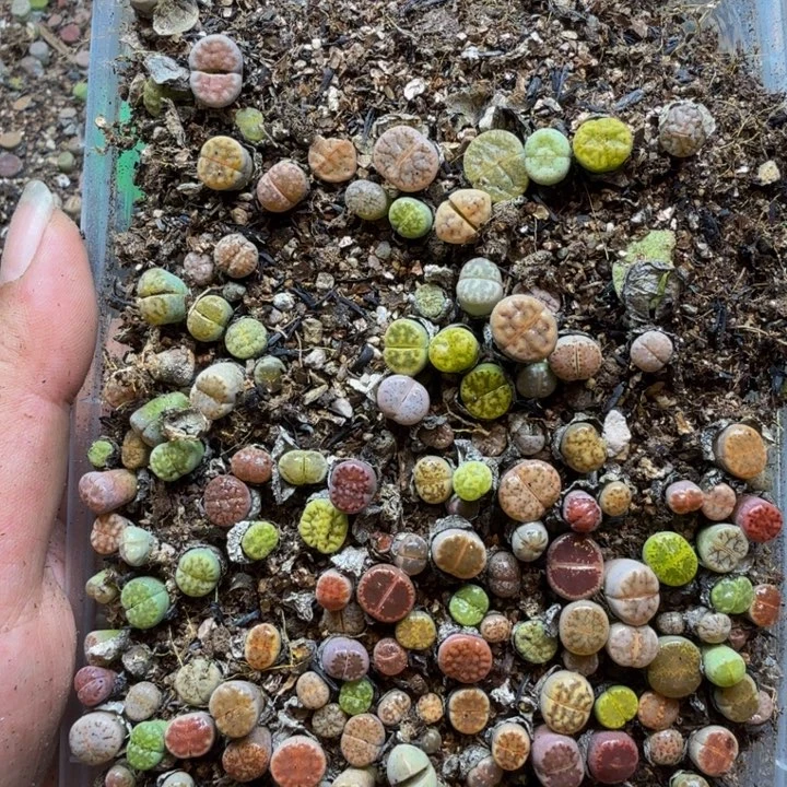 多肉植物的生长紫41
