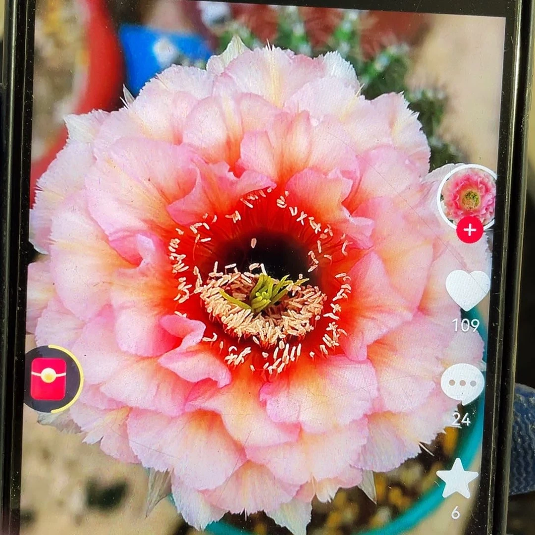 凤羽2420侧芽歪4公分左右