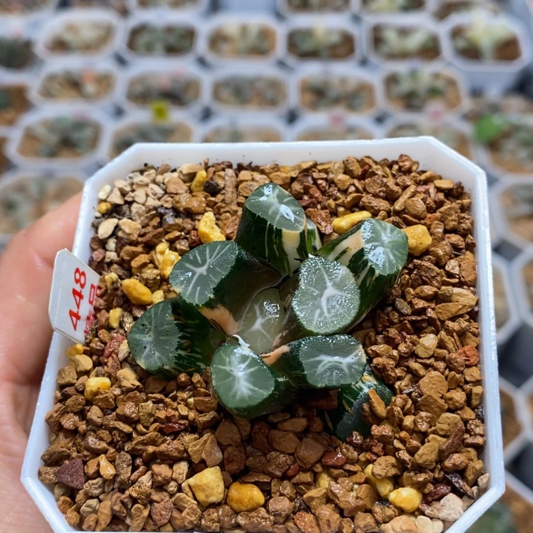 448玉龙十二卷万象