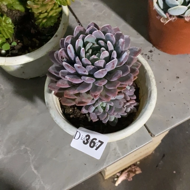 A***8367玛瑙多肉植物多肉