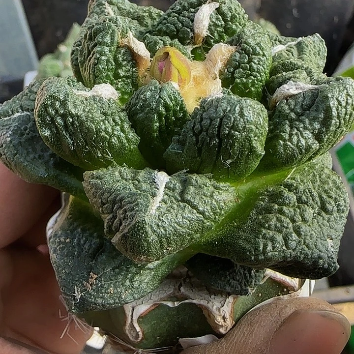 翘尤龟甲牡丹194。