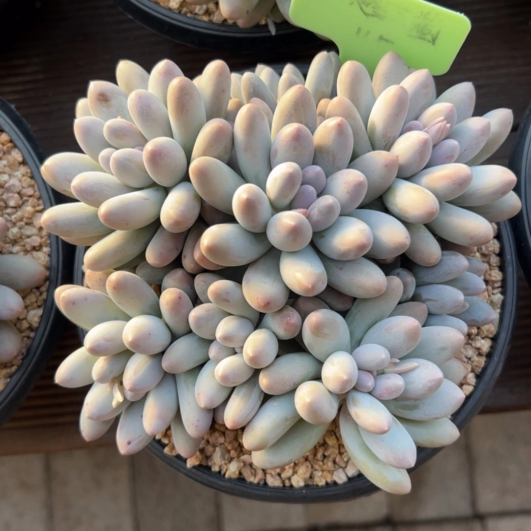 汤圆11111111111111