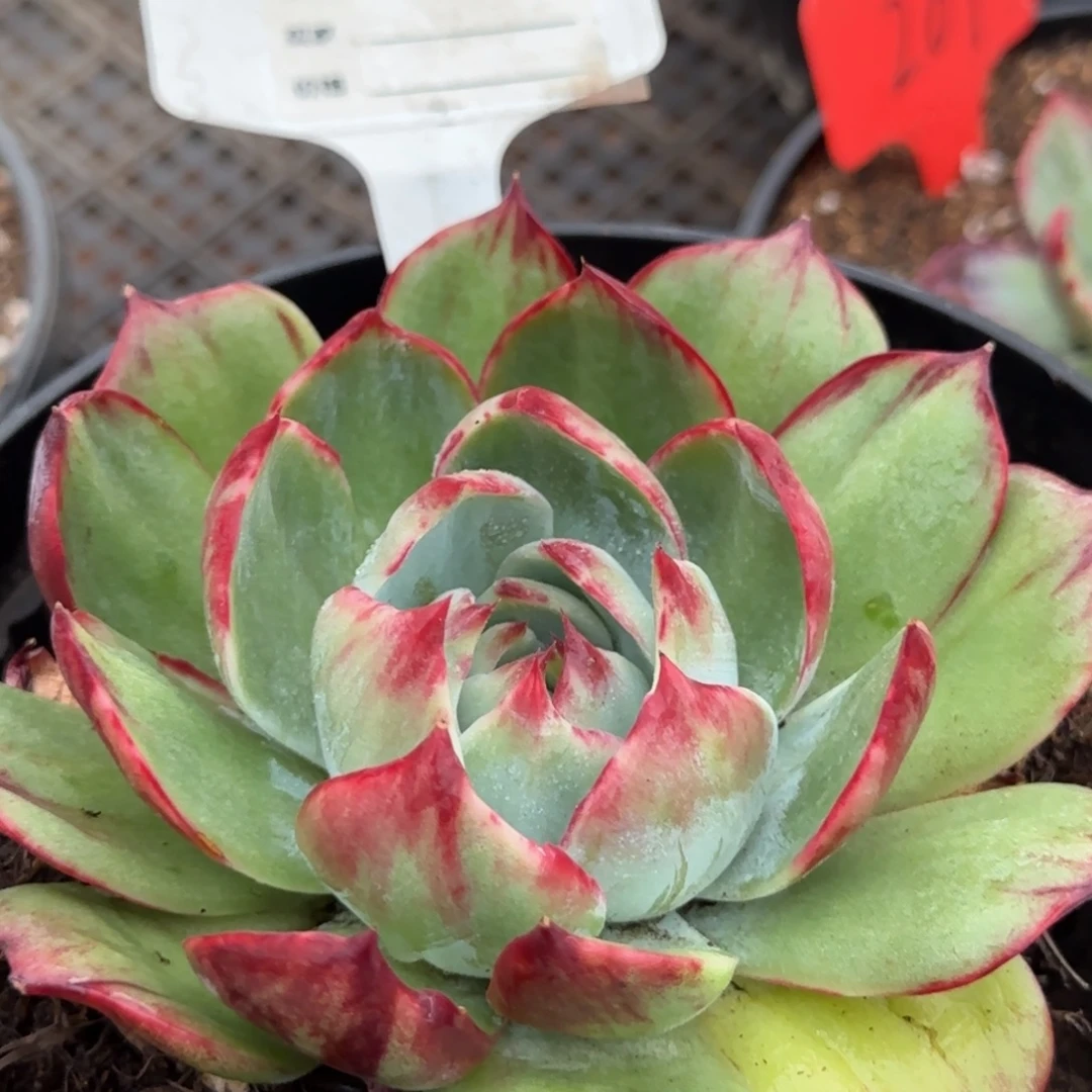 711 惊鸿一物一拍包装收缩花旱