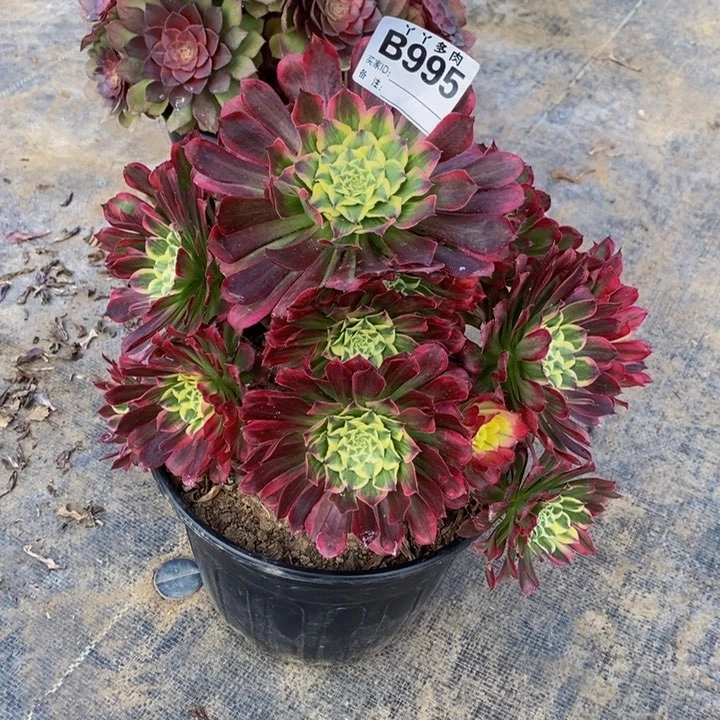 M****N多肉法师天合995