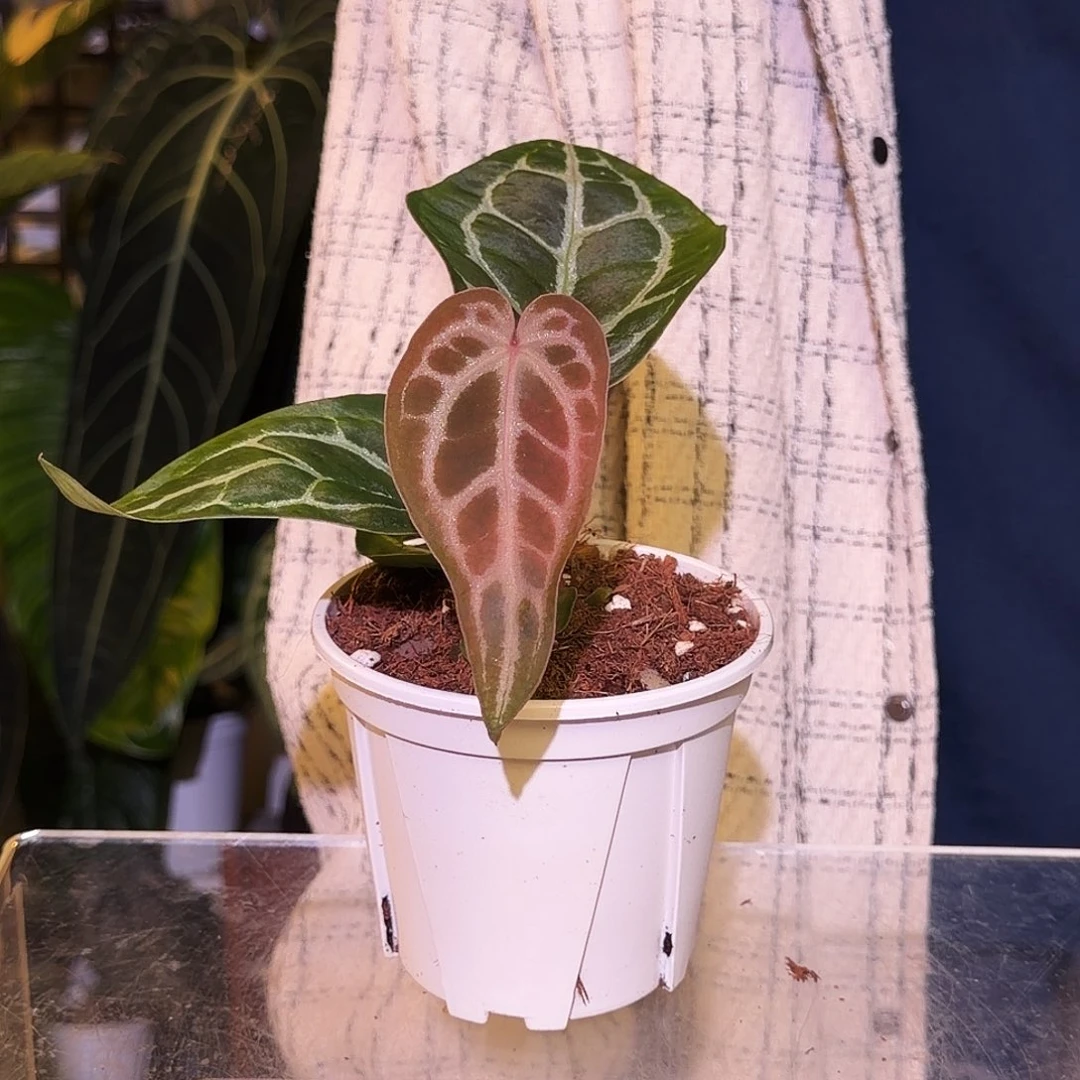 完全开放J144  小钻石杂粉柠檬