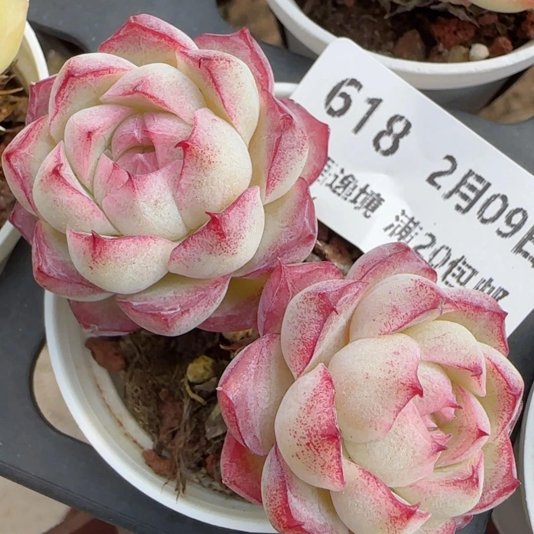 花语逸境0209-618