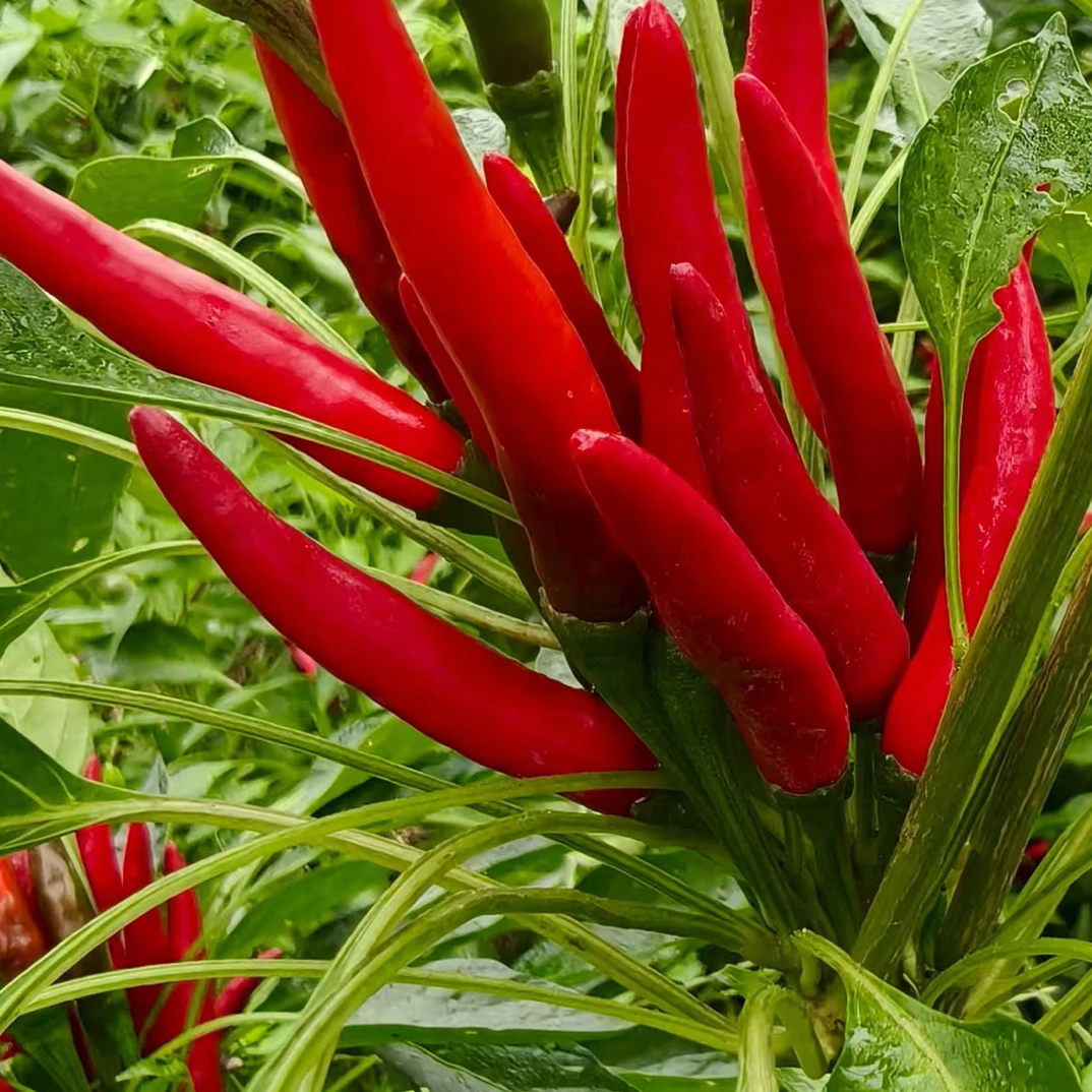 新鲜现摘特辣小米辣可用于餐饮调味的蔬菜辣椒朝天椒