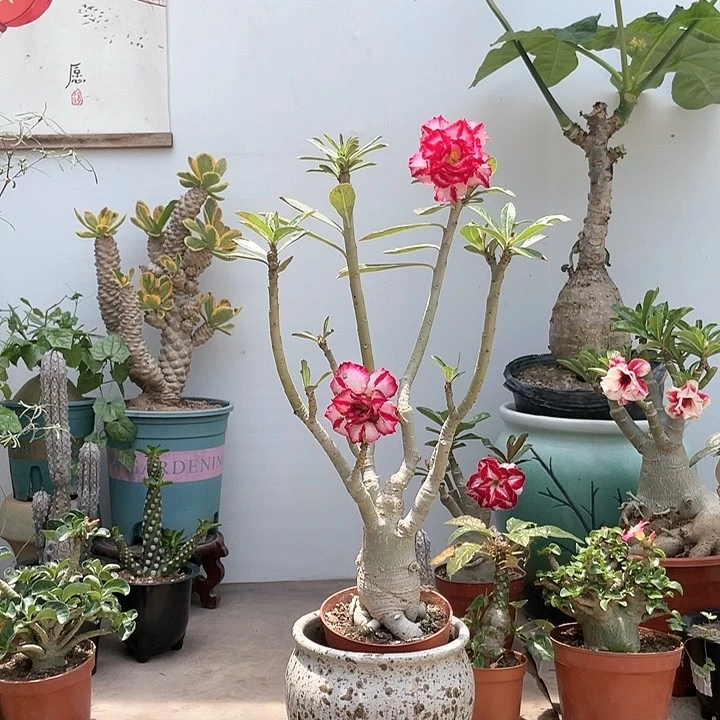 【闪购商品】大部分花苞少量开放