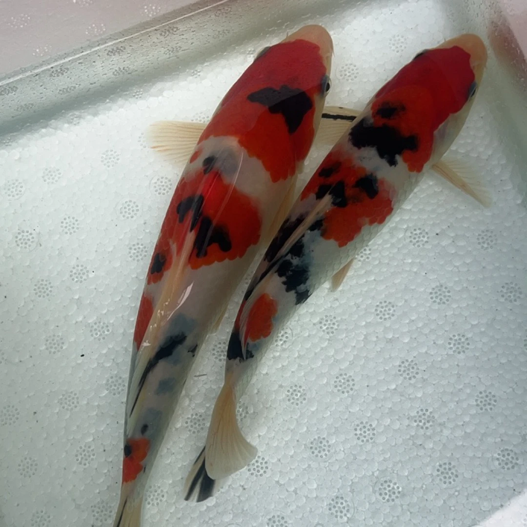 精品锦鲤观赏鱼2条