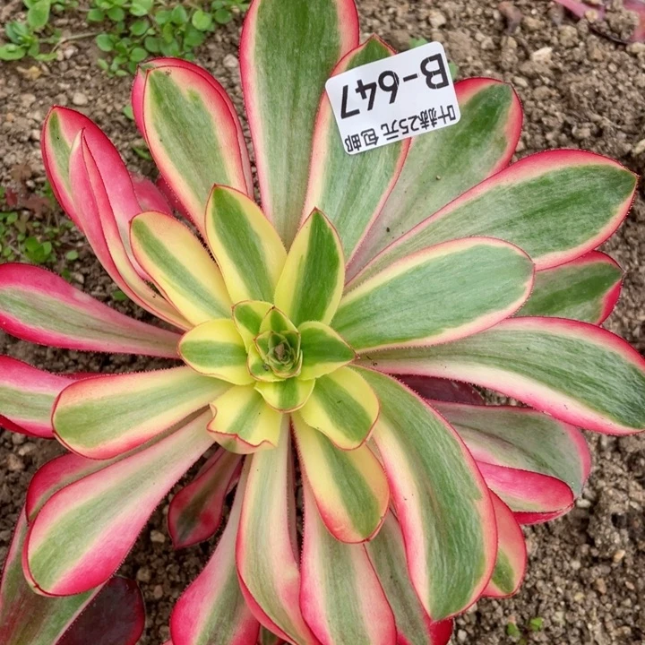 647阿波罗多肉12345678