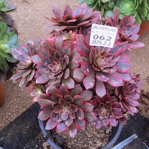 2.2-62炫彩多肉植物有伤