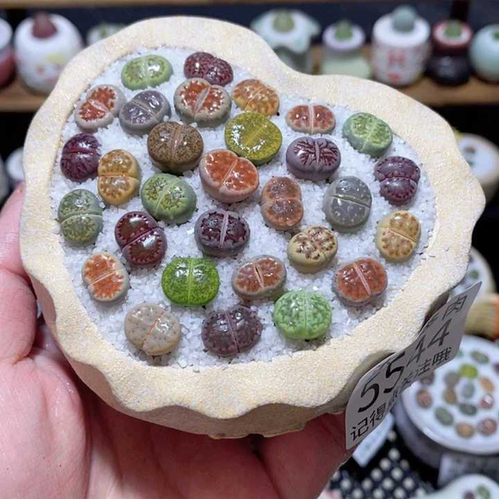 带盆土植物 一物一拍5544