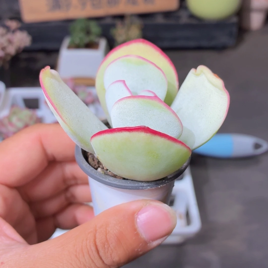 白眉多肉9.9包邮发货