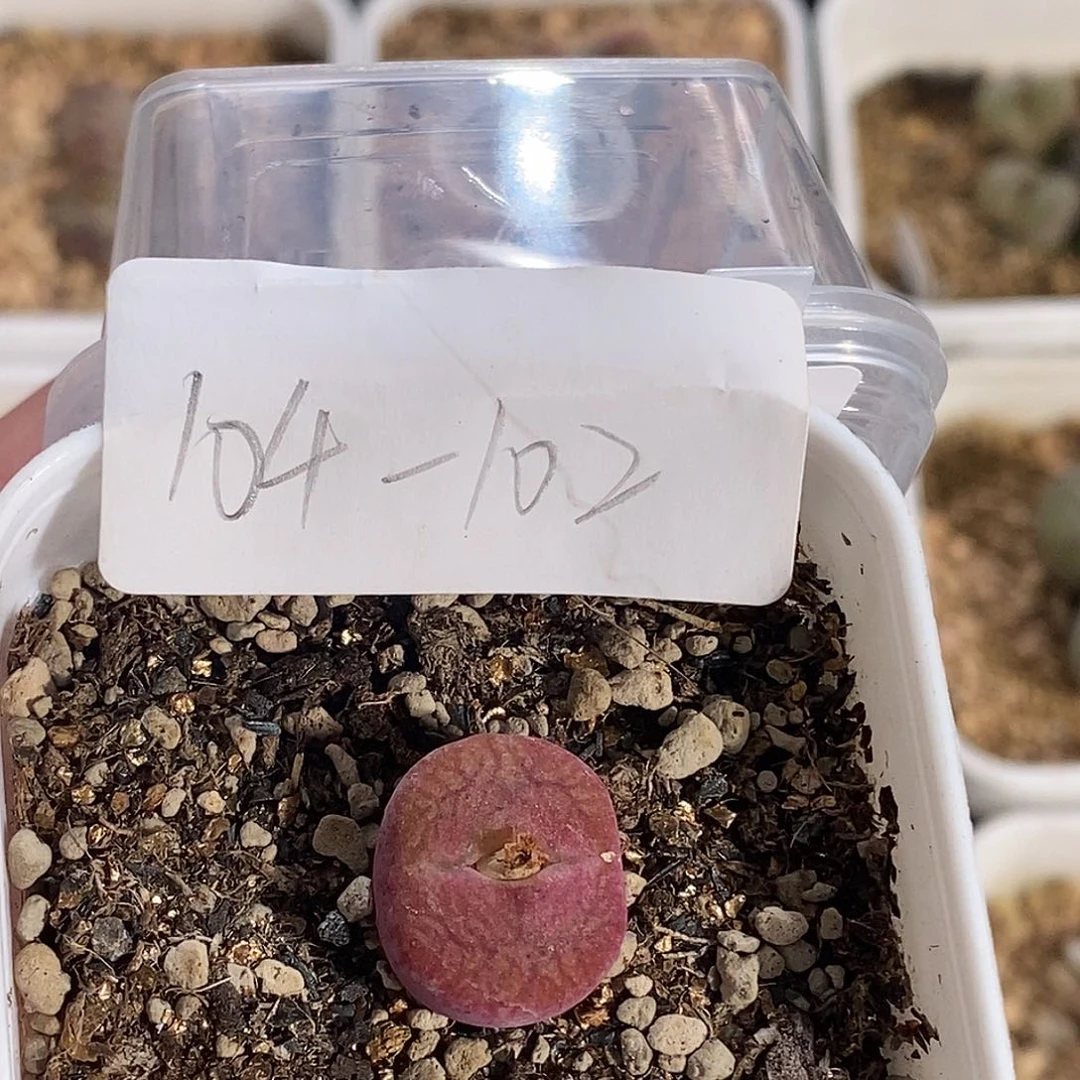 ❀****?104-102-杂交vghjnnm