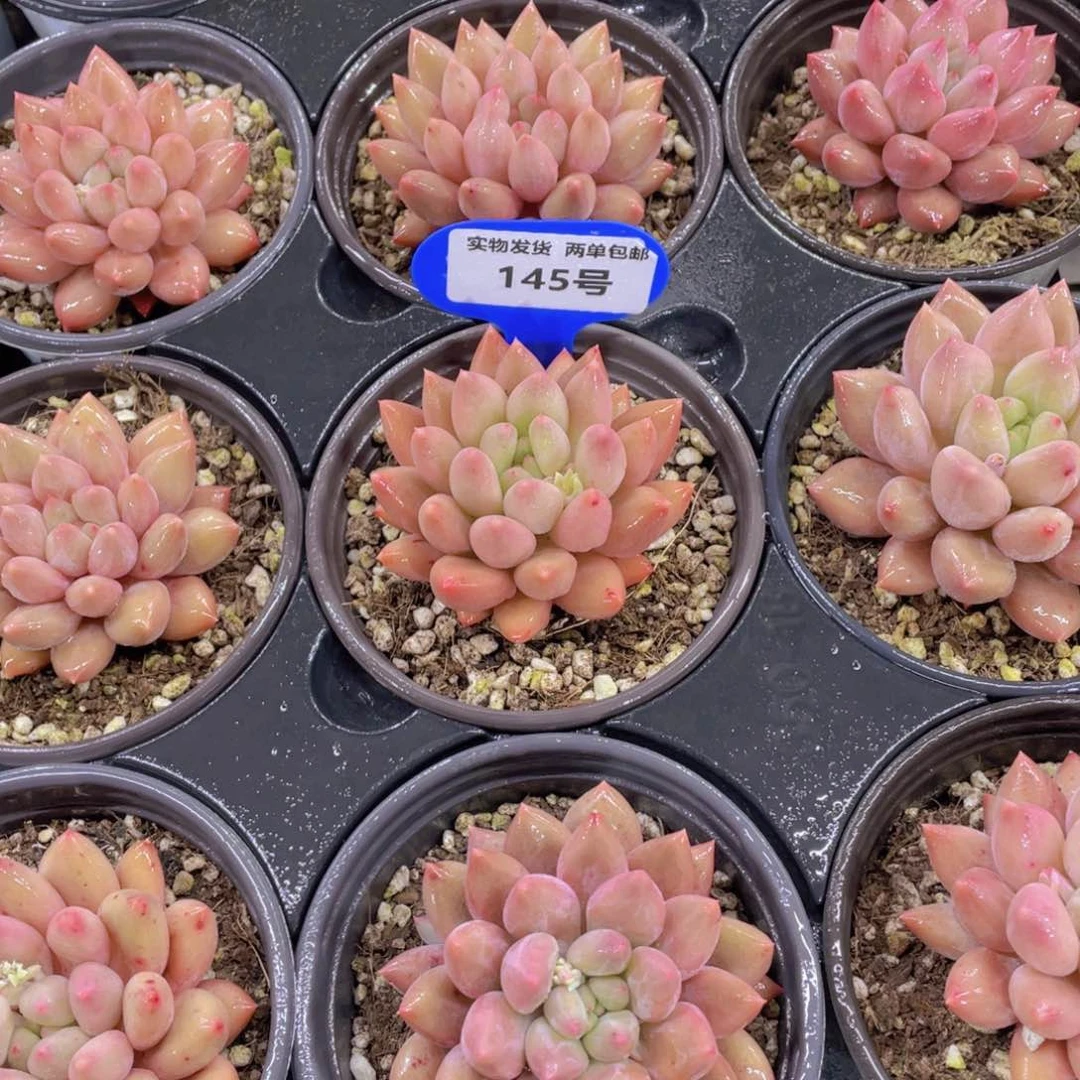 145号 全状态黄金车厘子单头一个