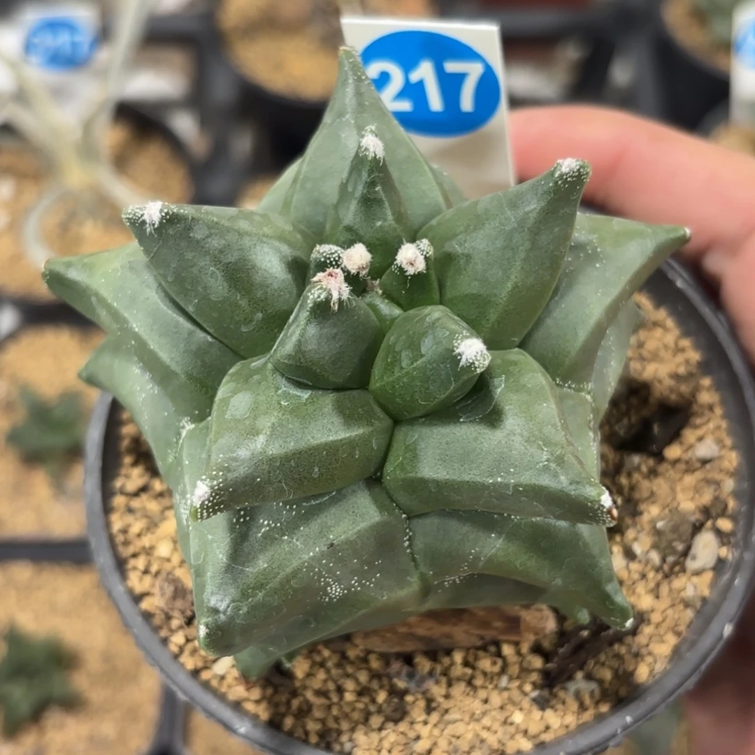 217实生角you鸾凤玉带盆带土