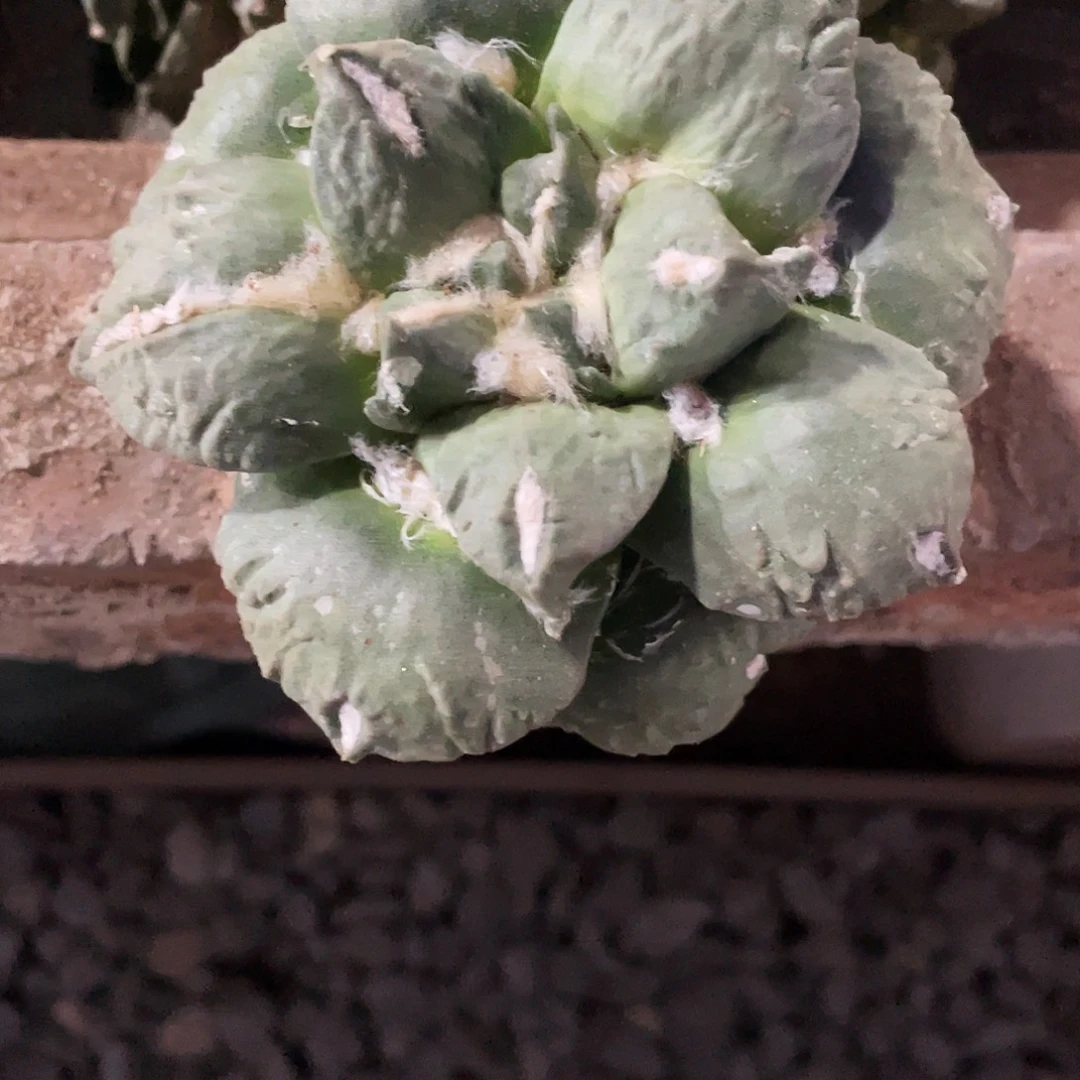 无花朵石牡丹一物一拍