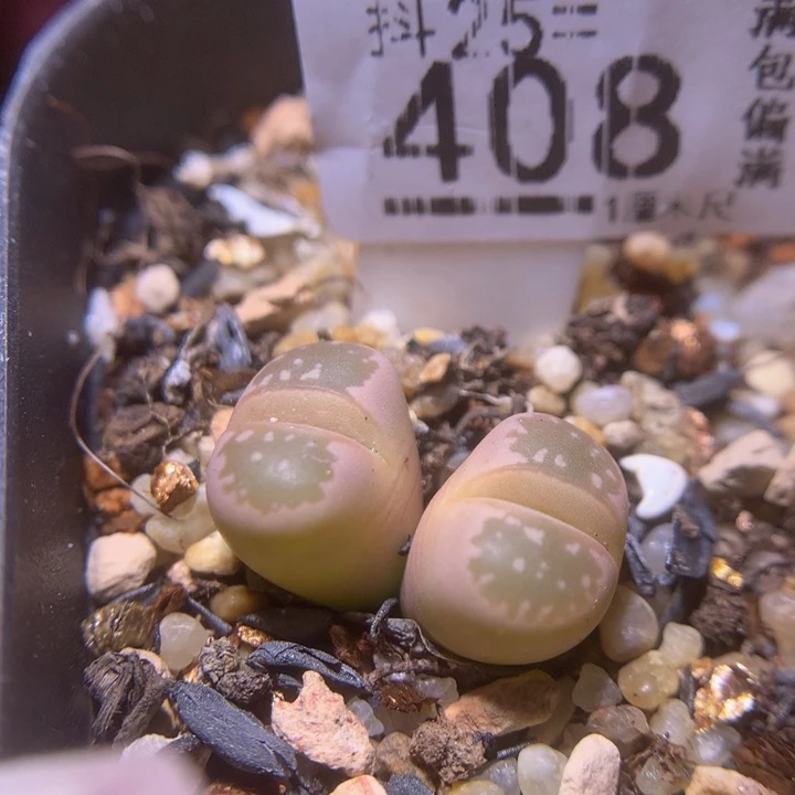 桃***?精品生石花25.408