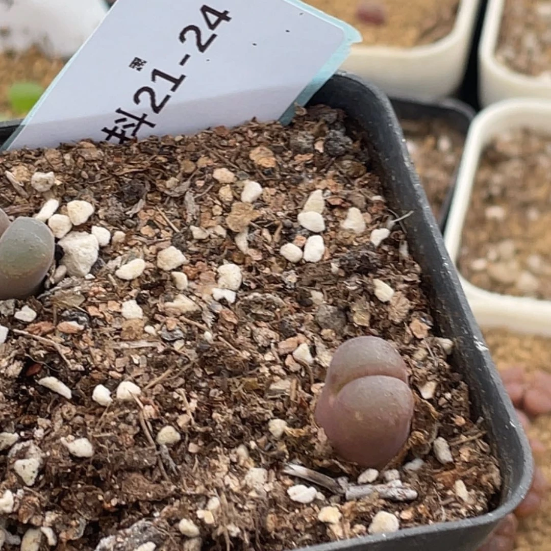 水***冻21-24肉锥多肉植物