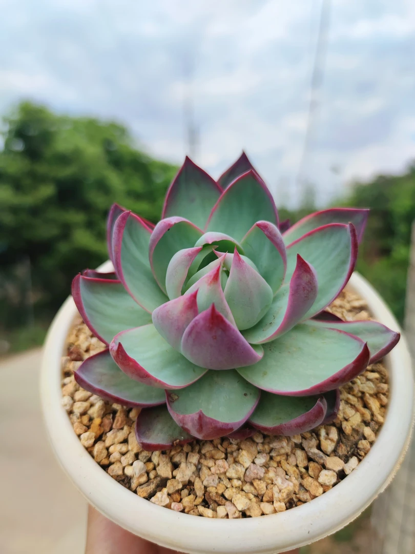 精品控养惊鸿仙子