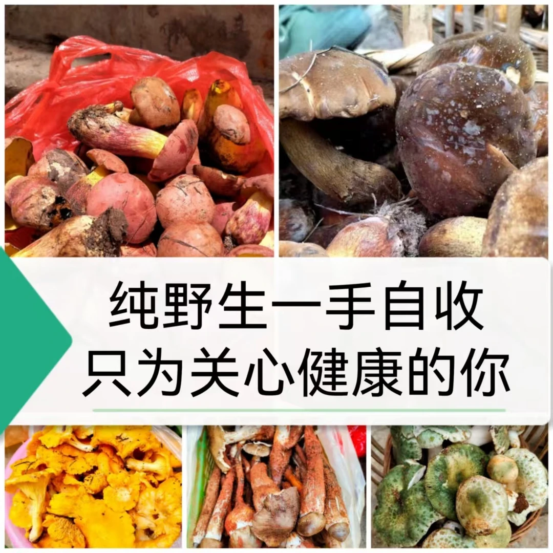 云南纯野生菌一手自收只为关心健康的你冰切代过油顺丰空运及菌干