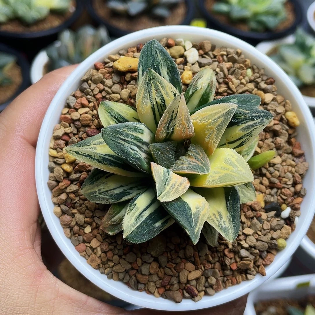 毛蟹寿锦十二卷多肉