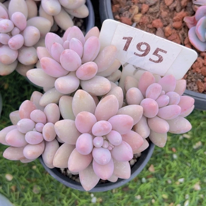 健健康康平平安安