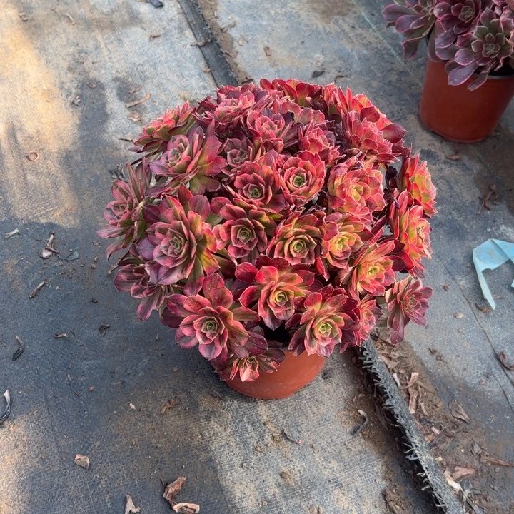 52安娜多肉多肉多肉