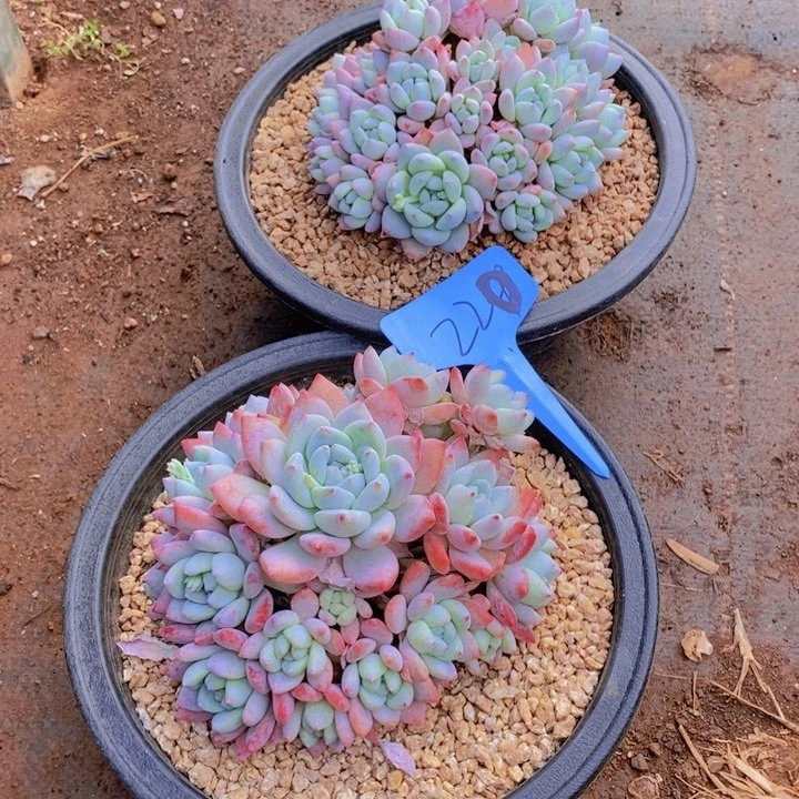 风**人在家里面吃饭的吗