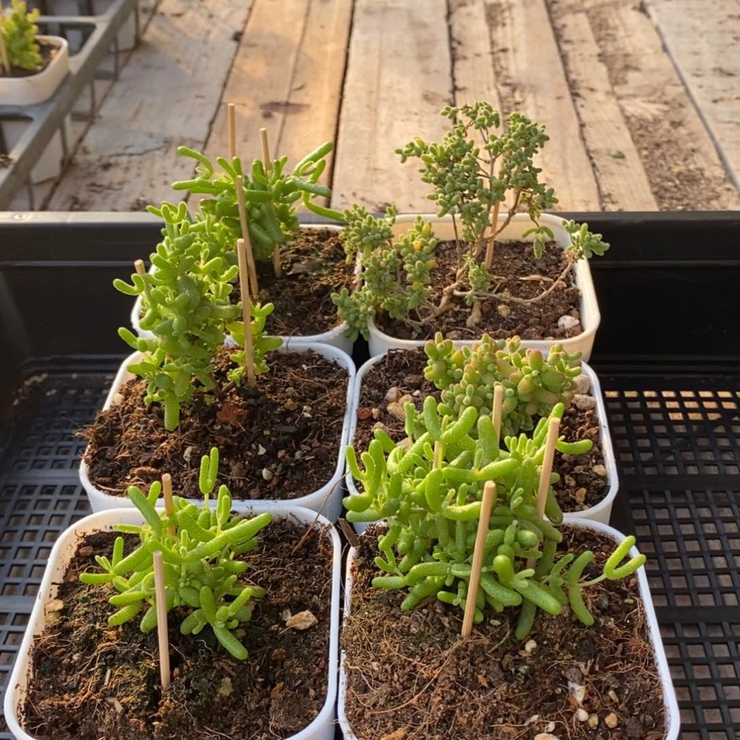 胖***二枝干番杏多肉植物147