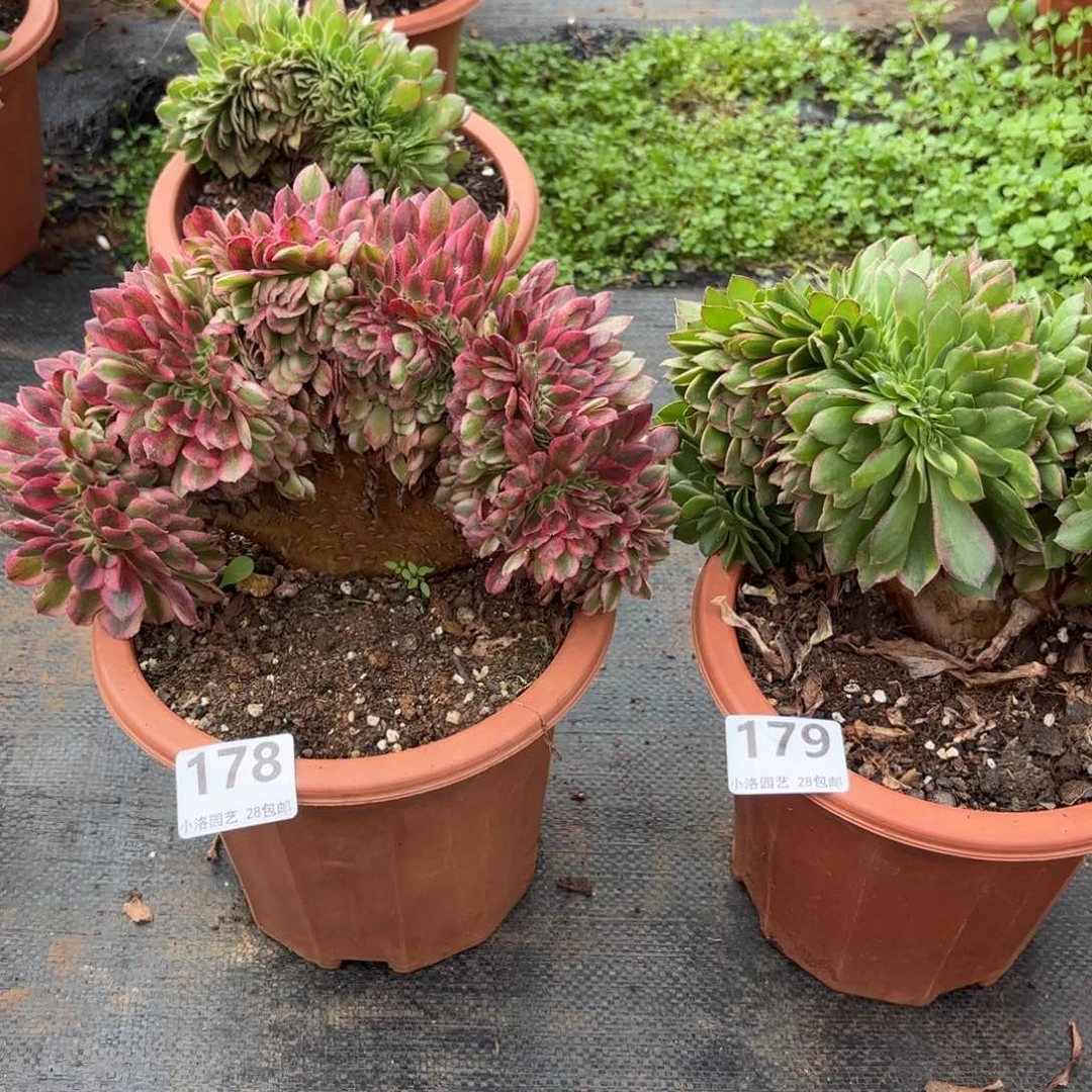 178和179号两棵缀化多肉植物
