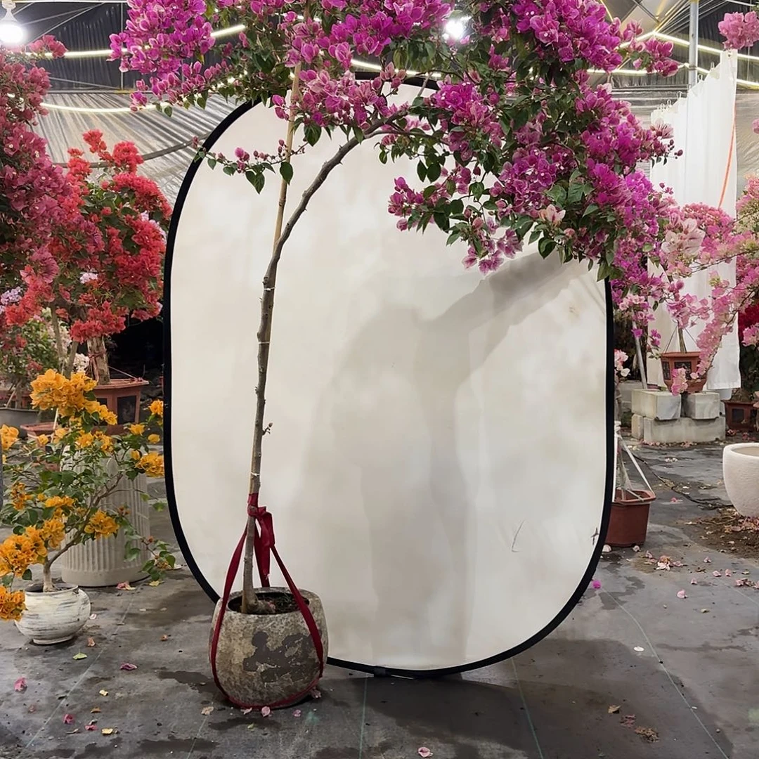 岁***2完全开放三角梅222222222