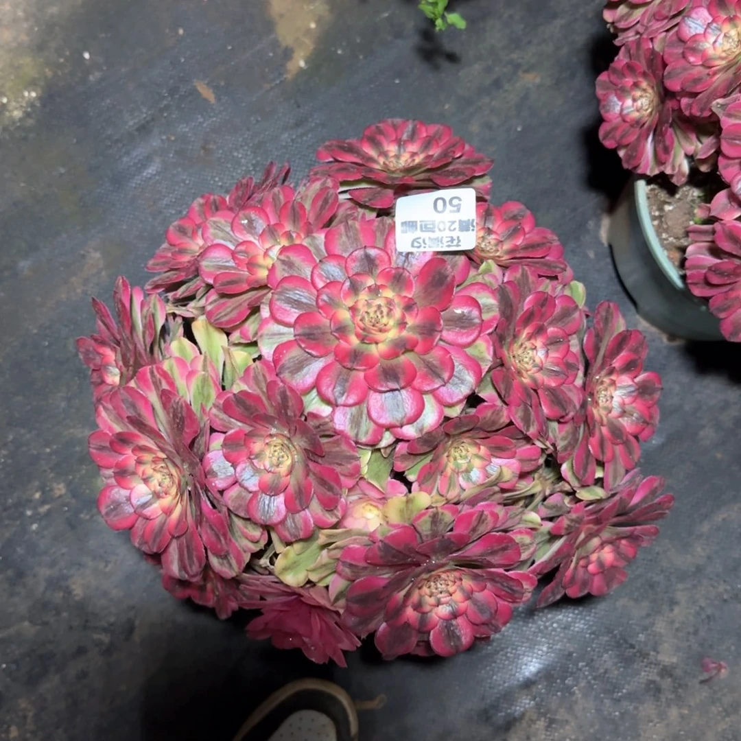 粉霞多肉植物法师