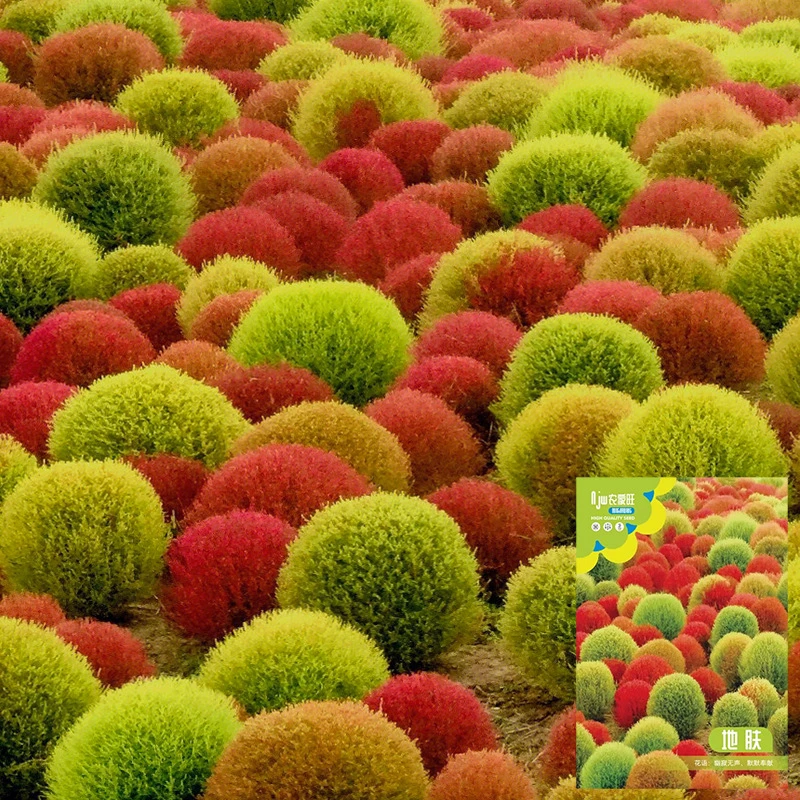 【新疆包邮】庭院观赏地肤种籽