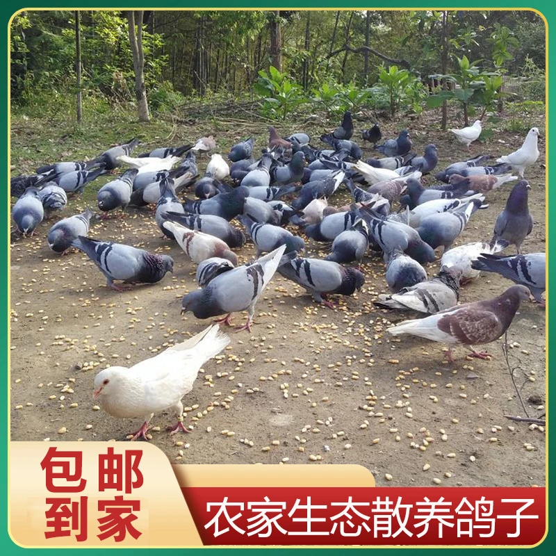 直播间专属链接 农户散养鸽子可煲汤