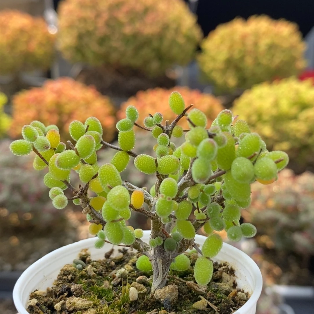 密叶糖球0887枝干番杏