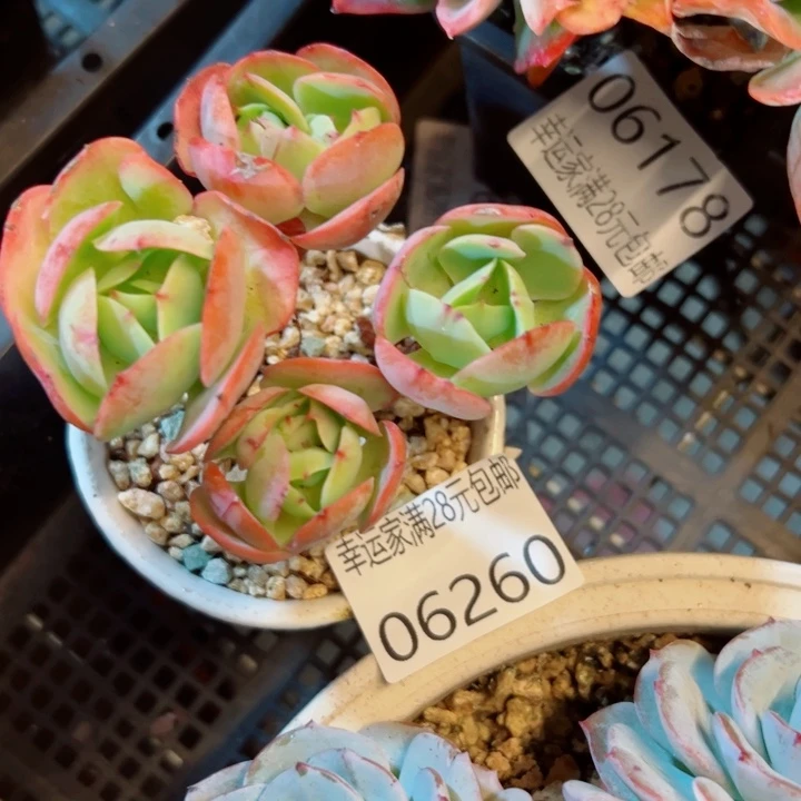 幸运的是我还没遇到你