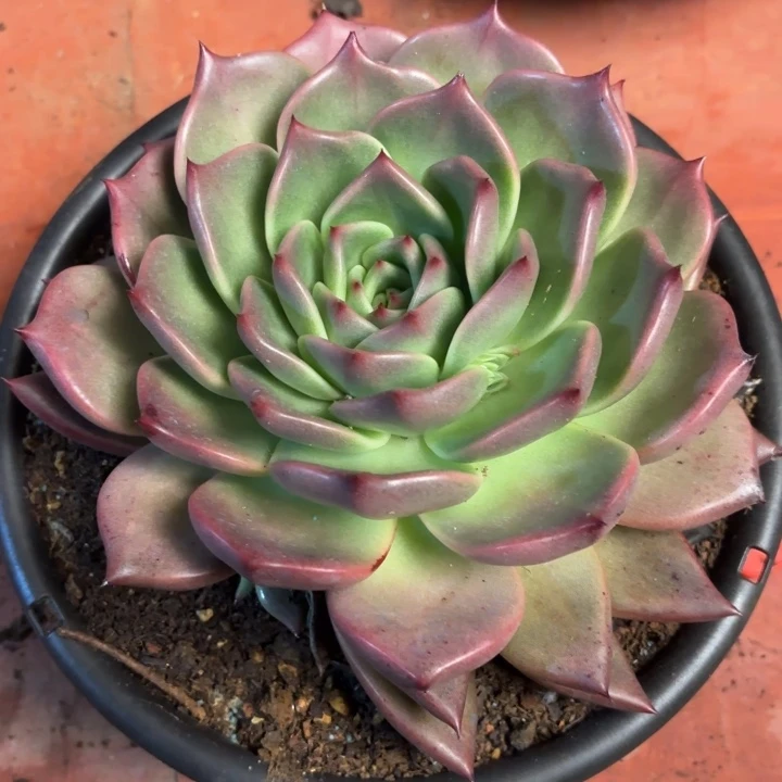 多肉植物冬云杂一个
