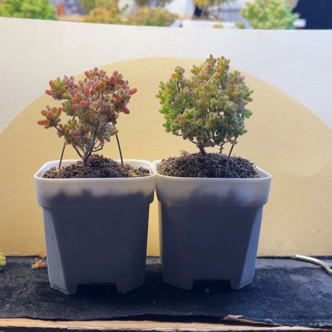 枝干 枝干 枝干 枝干