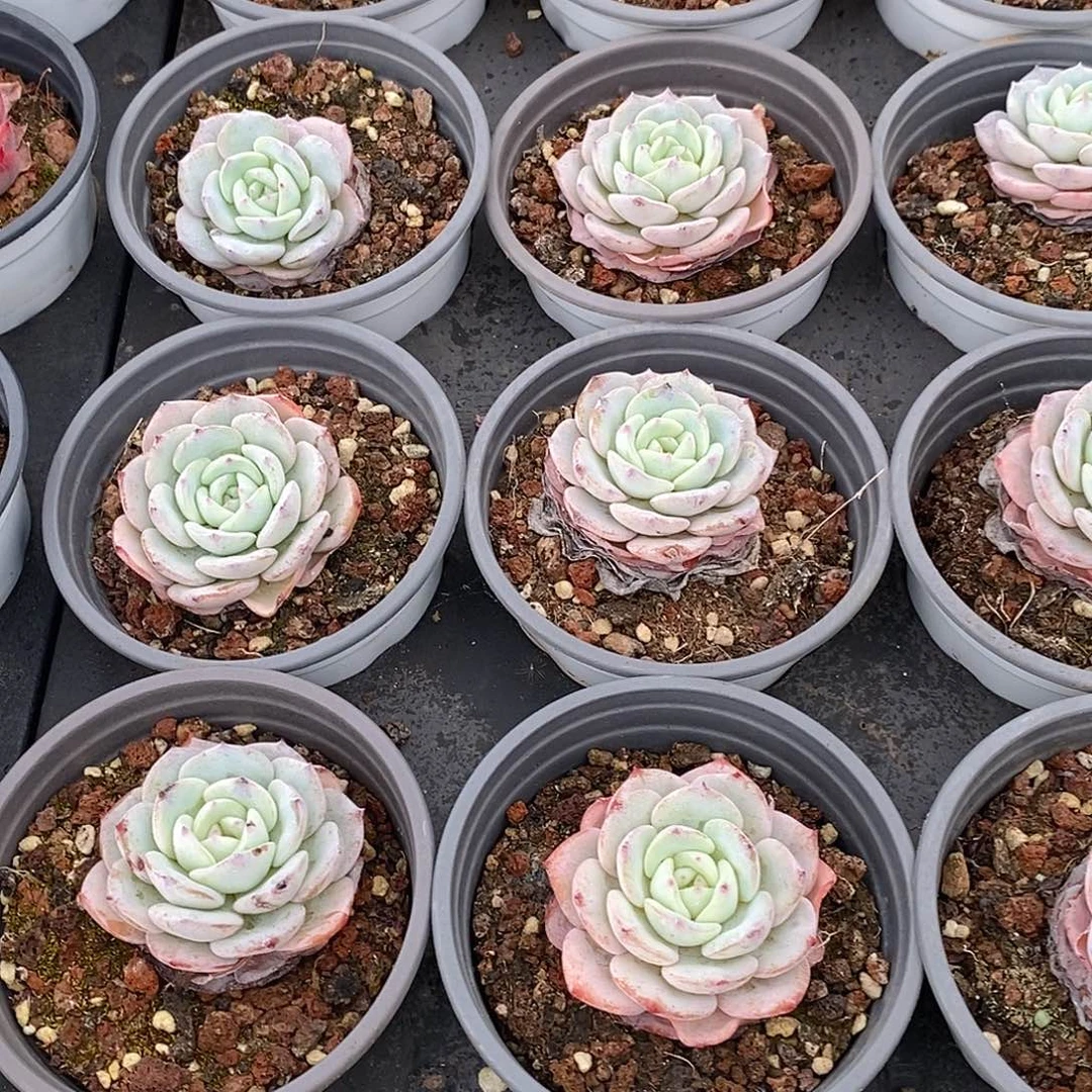 金汇园艺，团勃朗峰