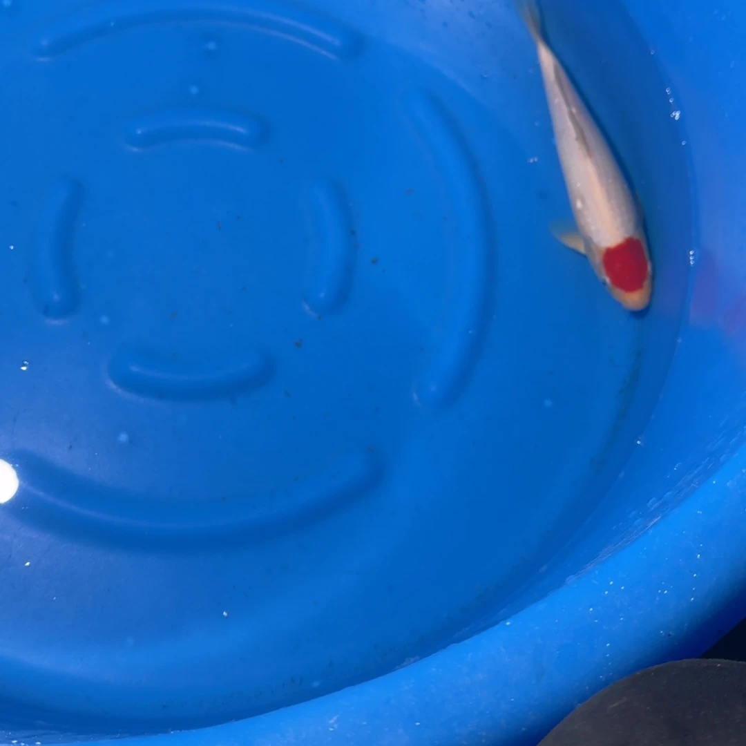 鲤科类公母搭配10-60不支持退换