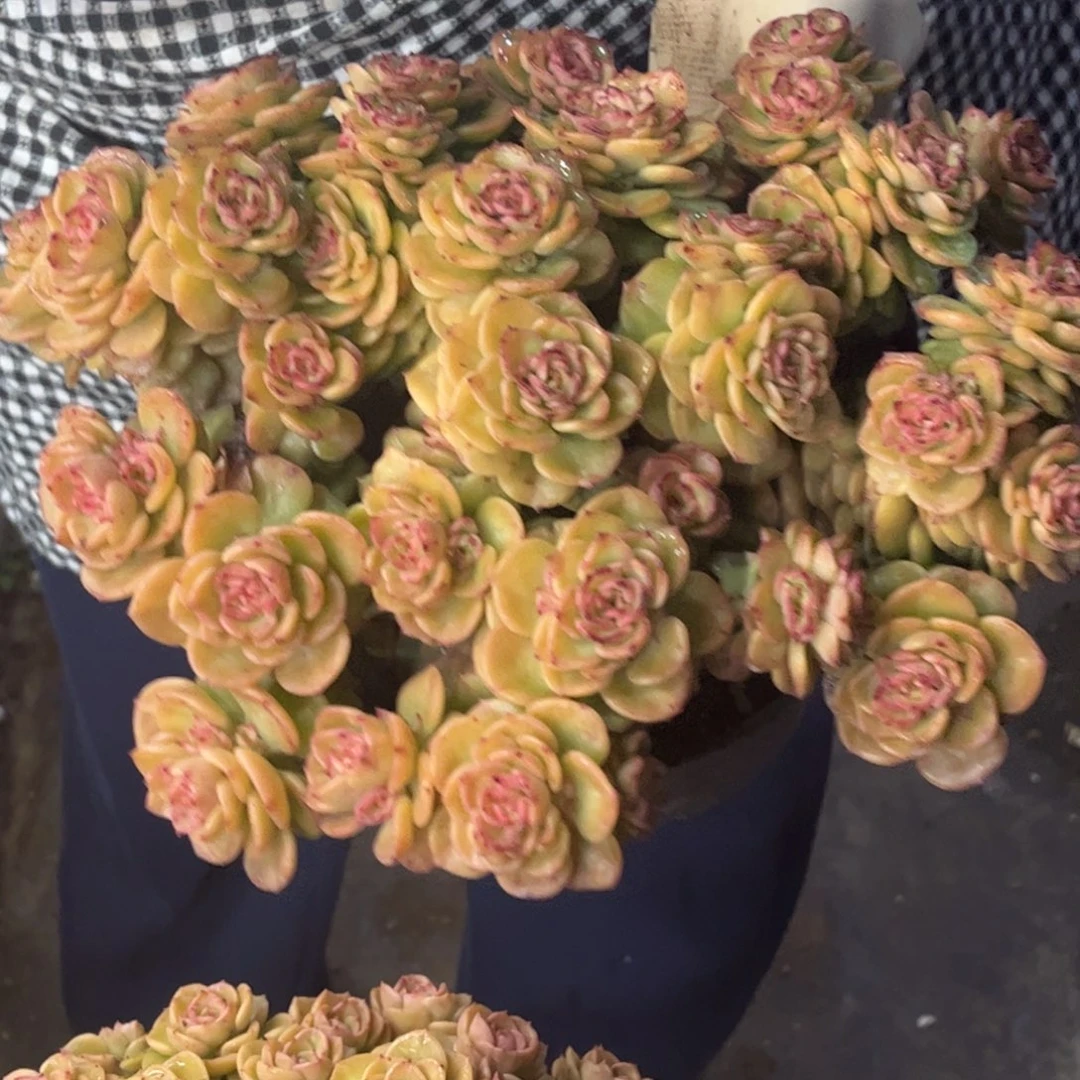 黄金蜡牡丹一颗包邮