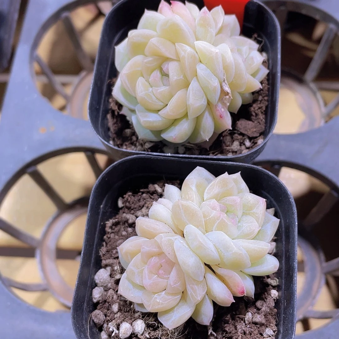 1280号 冰透珍妮白桃汽水一颗