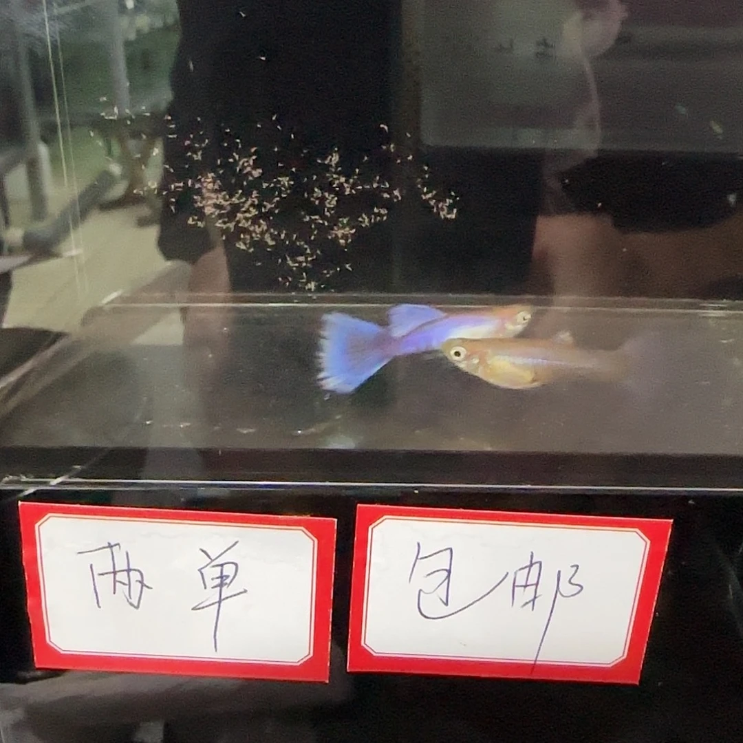 孔雀鱼拉珠利紫尾一对