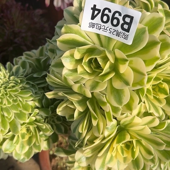 艾****姐多肉植物一个有砍