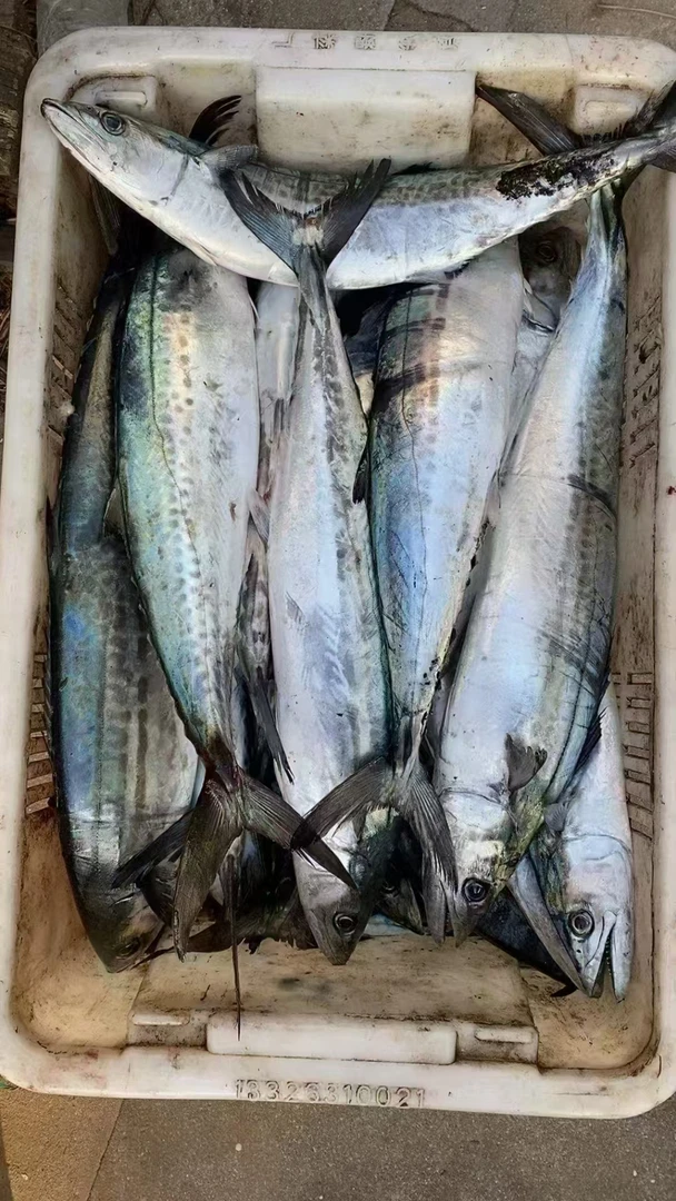 鲜大鲅鱼（1250g）